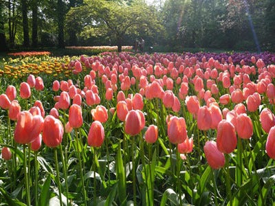 4,500万輪以上の花が咲く砂漠の庭園も 