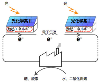 光合成担う巨大な光化学超複合体を発見