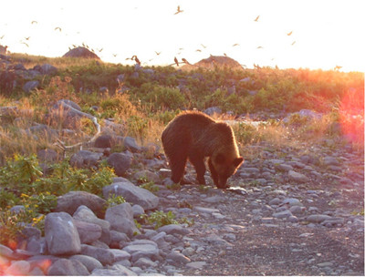 北海道のヒグマは開発で肉食から草食傾向へ