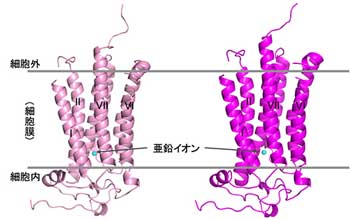 理研と東大、メタボ/糖尿病治療のカギとなる受容体の立体構造を解明