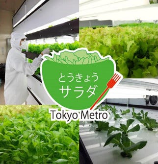 東京都メトロ東西線高架下で育った「とうきょうサラダ」発売--安定栽培可能