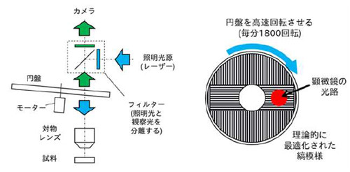 オリンパス、生きた細胞内の微細構造の観察を可能にする顕微鏡技術を開発