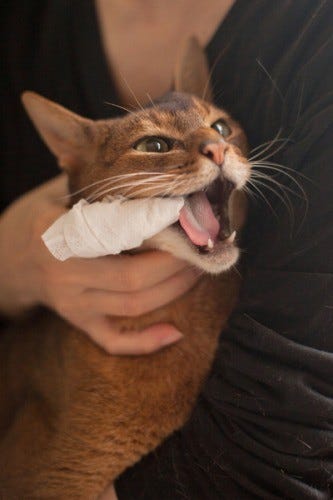 猫の歯磨きを実践してみた 