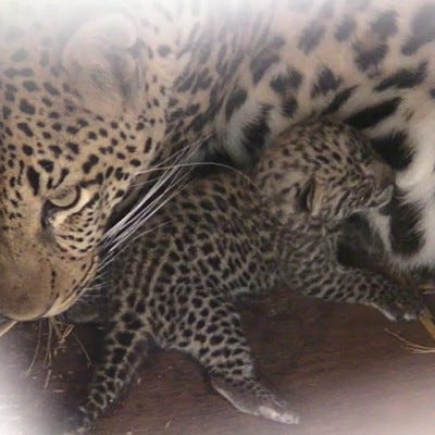 福岡県・福岡市動物園にネコ科のヒョウの赤ちゃんが誕生!