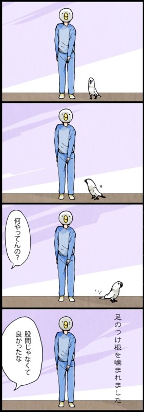 漫画「いたずらオウムの生活雑記」 (47) 鋭い痛み