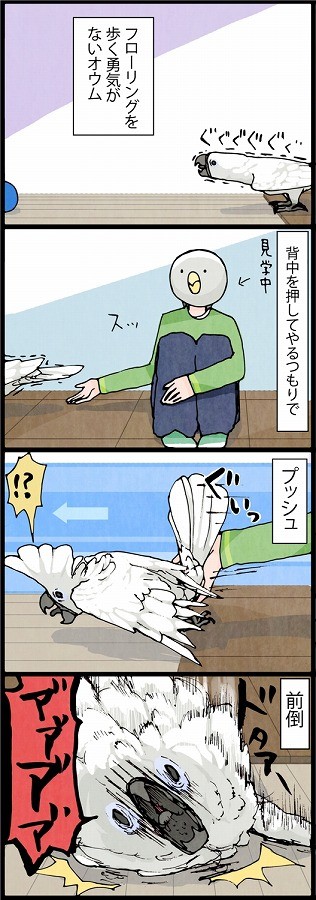 漫画「いたずらオウムの生活雑記」 (53) オウムが床を歩くのを応援したんだが…