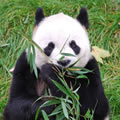 さようなら! 双子のパンダ - 中国への旅立ちを見送る「見送り隊」を募集