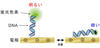 富士通研ら、DNAでたんぱく質の高速検出を実現したバイオセンサ技術を開発