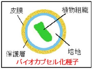 仁丹、バイオカプセル化種子(人工種子)の特許権を取得