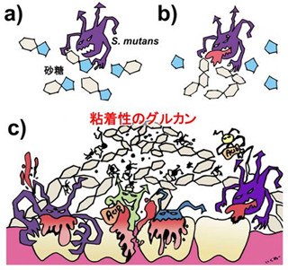 京大ら、虫歯の病原因子である酵素の立体構造を解明