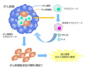 北大など、マクロファージが発がん活性能を獲得することを発見