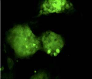 理研、マウス由来ES/iPS細胞の万能性をCCL2タンパク質が維持することを発見