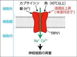 NIBB、TRPV1が体温付近の温度で浸透圧感受性を示すことを確認