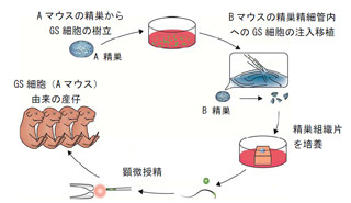 横浜市大など、体外移植培養法によるマウス精子幹細胞から精子の産生に成功