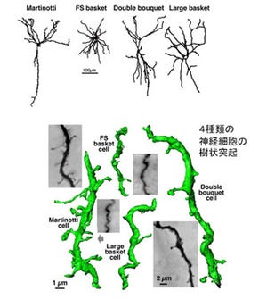 NIPS、電子顕微鏡技術を用いて神経細胞の微細な突起構造の3D立体画像を構築