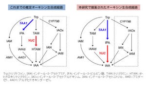 理研、60年来の謎の植物ホルモン「オーキシン」の生合成主経路を解明