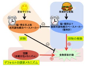 金沢大、食欲・食行動を支配する脳内の「腹時計」メカニズムを発見