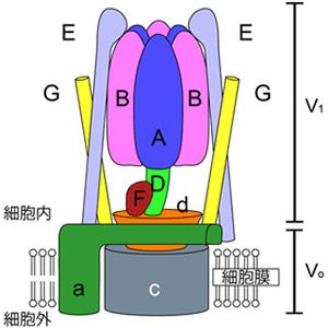 京大、タンパク質ナノモーター「V型ATPase」の回転軸の詳細構造を解明