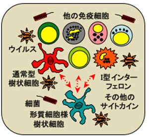理研、細菌やウイルスに対して最初に生じる生体防御機能の仕組みを解明