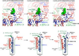 産総研、タンパク質を合成する「翻訳因子」のRNA合成での新たな役割を解明