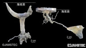 港空研ら、深海底も底生生物の巣穴が複雑な網目状構造を形成していると発表