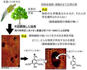 名大、顕微鏡観察と化学分析を融合させた新技術でリグニンの詳細分析に成功