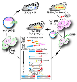 京大ら、ヒトiPS細胞における遺伝性疾患を安全に修復できる技術を開発