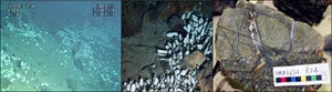 海保など、マリアナ海溝の水深5620m地点に新種のシロウリガイを多量に発見