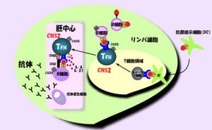 理研、リンパ濾胞内のT細胞の「THF細胞」による抗体産生の仕組みを解明