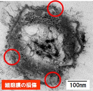 ナノイーは細胞膜の損傷により効果を得ていた - パナソニックなどが検証