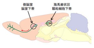 東北大、海馬などの神経幹細胞の分裂に脂肪酸結合タンパク質の関与を解明