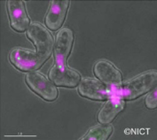「相同染色体の対合」を確実かつ安全に行うカギは非コードRNA - NICTが究明
