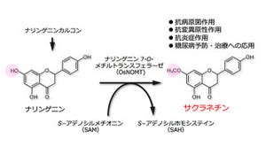 東大、イネの抗菌性化合物「サクラネチン」の生合成を担う遺伝子を発見