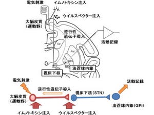 京大など、特定の神経回路だけを除去できる「遺伝子導入法」の開発に成功