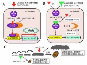 生物研、「幼若ホルモン」が幼虫からサナギへの変態を抑制する仕組みを解明