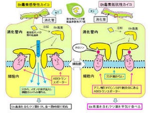 生物研ら、害虫防除に有効な「Bt毒素」の抵抗性に関わる遺伝子を発見