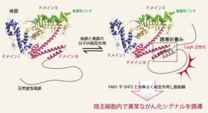 東大、ピロリ菌が産生する「CagAタンパク質」の立体構造の解明に成功