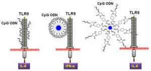 NIMS、核酸医薬「CpG ODN」の作用をナノ粒子によって増強させる技術を開発