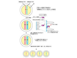 東大、減数分裂期の遺伝的組換えを制御する「調整薬遺伝子因子」を発見
