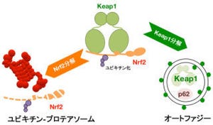 毒物センサ「Keap1」は細胞のオートファジー機構により分解 - 東北大など