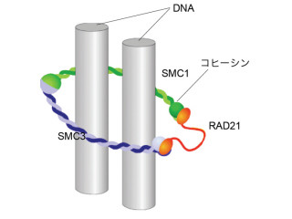 東大、細胞が使用済みタンパク質を再利用するための酵素「Hdac8」を同定