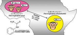 チンパンジーの苦味感覚は生息地域ごとに特異的な遺伝子が関係 - 京大