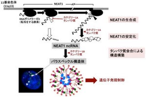 産総研、ncRNA「NEAT1」が細胞内構造体パラスペックルを構築する過程を解明