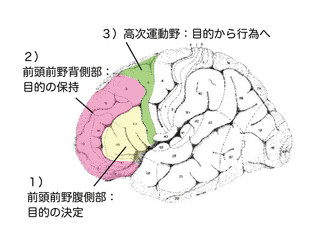 ヒトの脳の「前頭連合野」では3つの領域が役割分担をしている - 東京都など