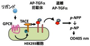 東北大など、「Gタンパク質共役型受容体」の活性化の検出手法を開発