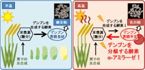 農研機構など、米の品質を損なう「乳白粒」を抑制する方法を解明
