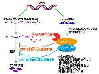 マイクロRNAの機能発揮にタンパク質「GW182」は必須ではなかった - 東大