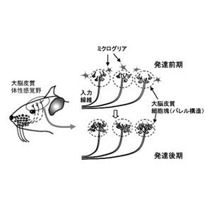 脳内の侵入者を排除するミクログリアが神経配線の成熟に関与 - 阪大が発見