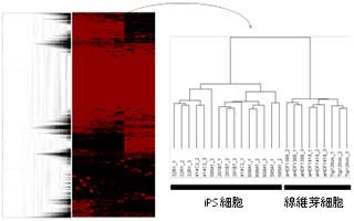 京大、iPS細胞の発現解析により約1万種のタンパク質の発現量を取得