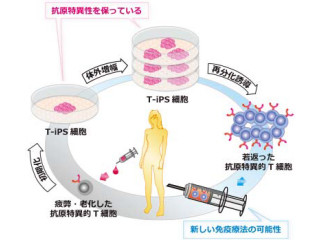 東大医科研、iPS細胞技術を利用して老化したT細胞の若返りに成功